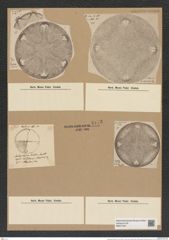 Aulacodiscus kittonii Arn. (de-Toni-Nr.: Genus 182, Species 4561) Zeichnungen Sammlung Grunow Nr. 8175 (NHMW-BOT-W0377547)